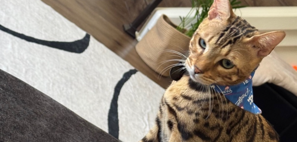 cat