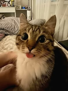 silly cat sticker