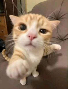 silly cat sticker