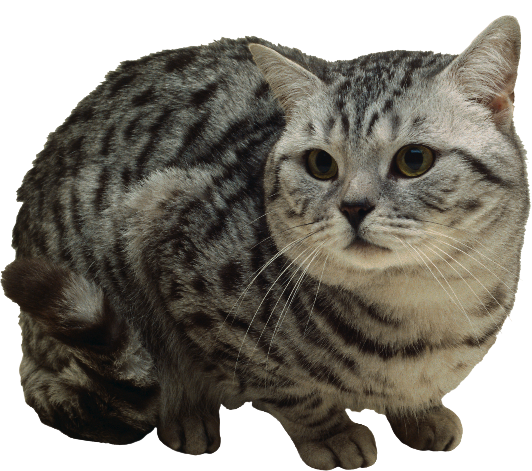 silly cat sticker